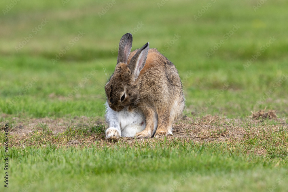 Fototapeta premium Ein Wildkaninchen bei der Fellpflege