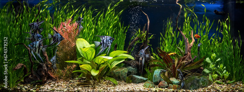 Freshwater aquarium with snags, green stones, tropical fish and water plants. Blue marbled angelfish. photo