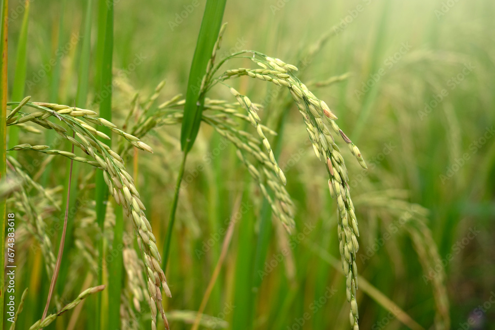 Rice sprouts in paddy field for nature background.