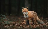 a curious fox in a misty woodland