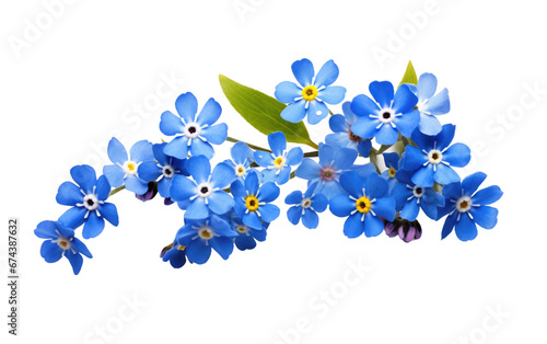 Hyper-Realistic Blooming Blossom Art On White or PNG Transparent Background