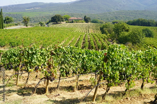 Tenuta Grattamacco di Colle Massari, zona Bolgheri in Toscana photo