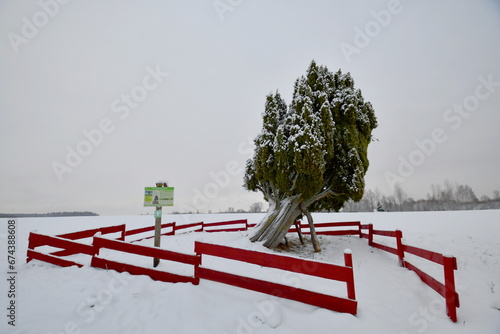 snow covered tree Rietekla juniper tree photo