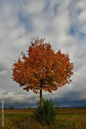 Autumn tree landskape with cloudy sky and sunlight orange blue green