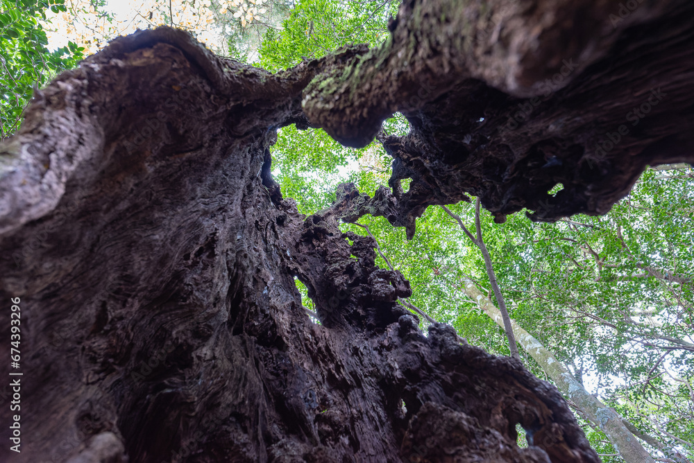 Obraz premium 千年樫の木