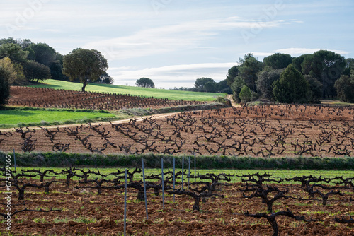 Landscape with vineyards in spring in the designation of origin area of Ribera del Duero wines in Spain