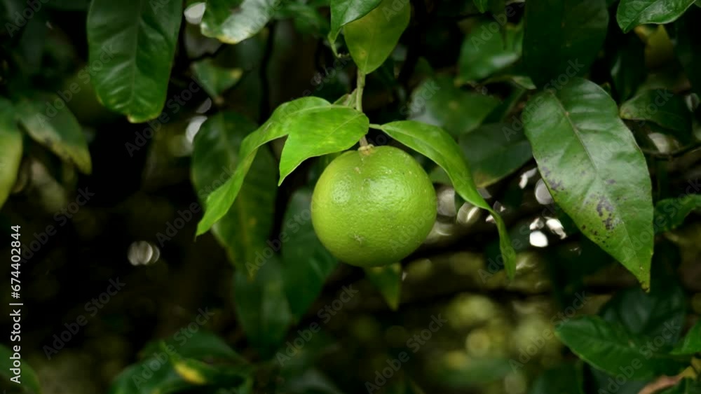 Bitter orange tree with green unripe fruit and leaves in garden close up. Citrus aurantium Bitter orange tree with green unripe fruit and leaves in garden close up. Citrus aurantium