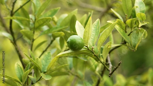 Limequat green immature fruit on tree branch in garden. Citrofortunella floridana photo