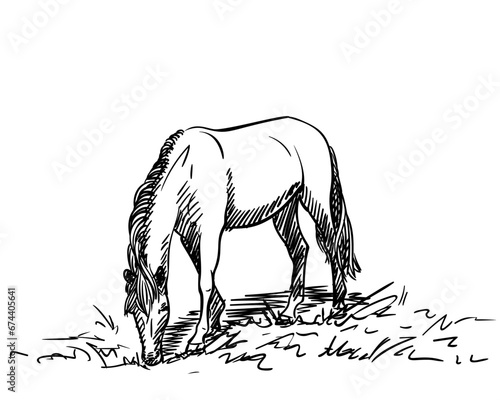 Freehand sketch of grazing horse, Hand drawn illustration of horse eating grass, Animal full-length standing on feet head down