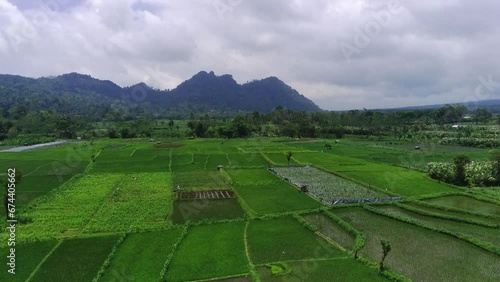 Aerial View of Green Rice Fields and villages in Pronojiwo, Lumajang, East Java. Indonesia. The video then pans down to show the rice fields in more detail. photo