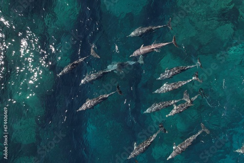 Aerial drone photo of a pod of dolphins off the Western Australian Coast