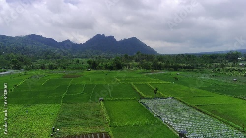 Aerial View of Green Rice Fields and villages in Pronojiwo, Lumajang, East Java. Indonesia. The video then pans down to show the rice fields in more detail. photo