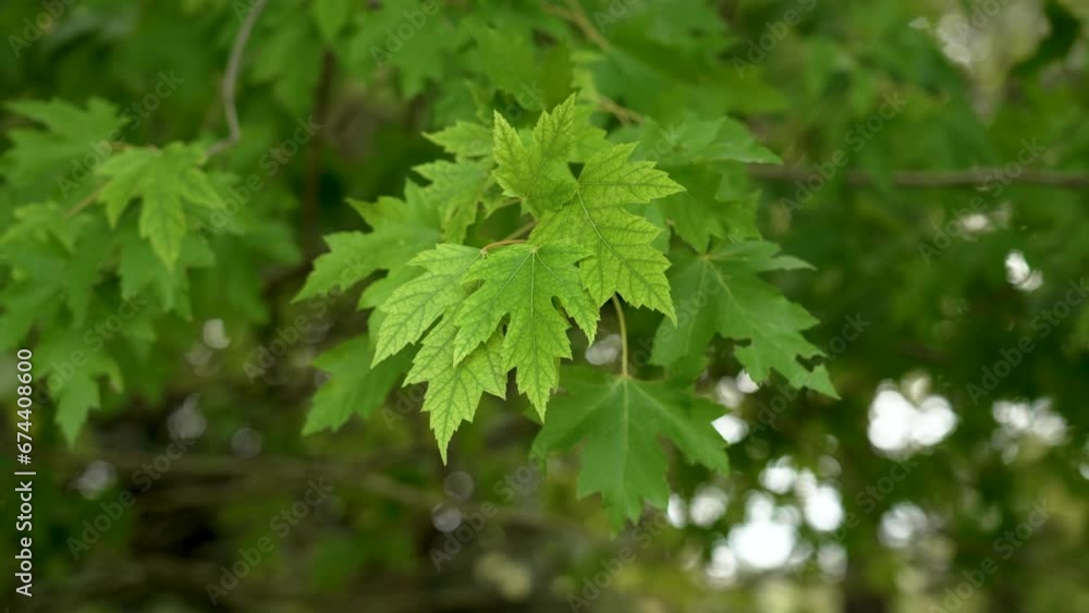 Acer saccharinum autumn foliage on a maple tree branch in botanical garden close up Acer saccharinum autumn foliage on a maple tree branch in botanical garden close up