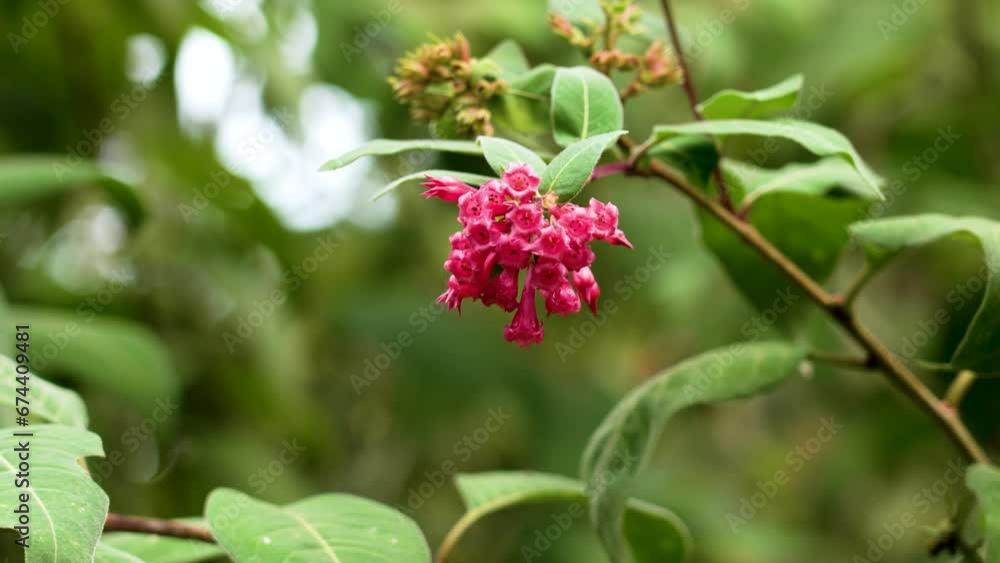 Cestrum fasciculatum red flowers and green leaves in tranquil scene. Botanical garden in autumn Cestrum fasciculatum red flowers and green leaves in tranquil scene. Botanical garden in autumn