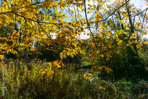 Fototapeta Naklejka Na Ścianę i Meble -  autumn leaves in a riverside forest near the danube in austria