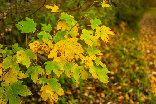 maple leaves in fall in a forest in austria