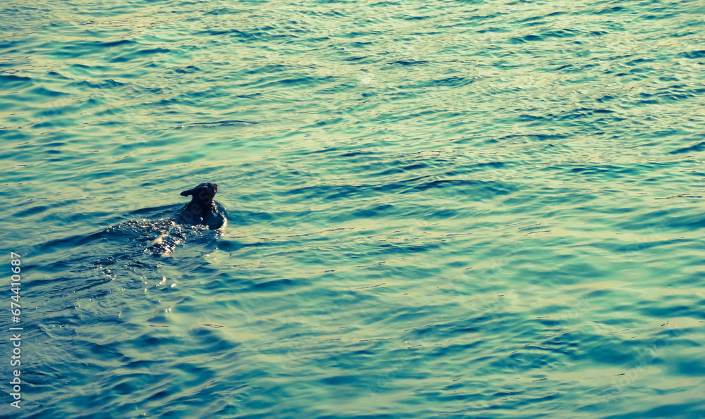 Naklejka premium dog in the water
