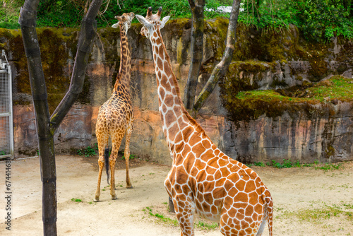 Two Graceful Giraffes Walking in the Wildlife Park