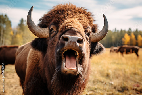 a bison is laughing