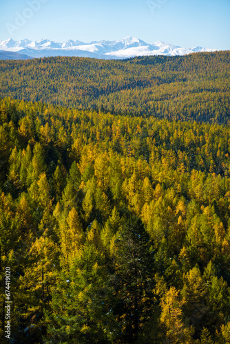 Aerial drone view of beautiful landscape covered with autumn trees at Altai Mountains, Russia