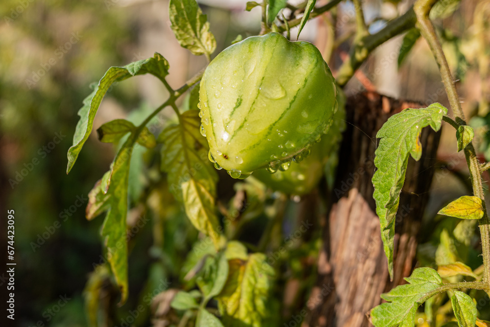 green tomato ripening on the branch after the rain at sundown green tomato ripening on the branch after the rain at sundown
