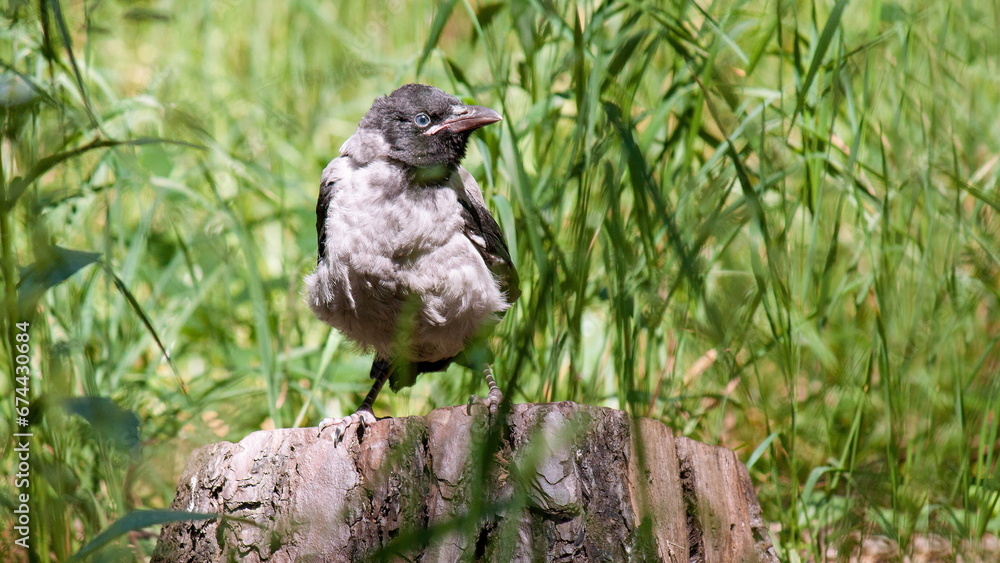 Fototapeta premium crow on the grass