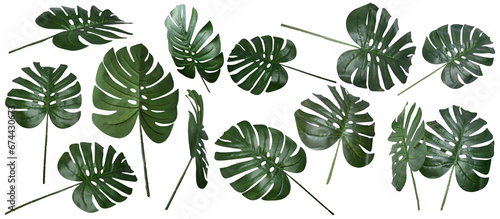 Set collection of artificial green monstera leaf leaves, exotic plant decoration