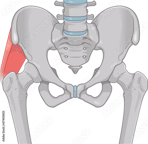 中殿筋、gluteus medius、股関節、大腿骨、骨盤、筋肉、イラスト、illustration