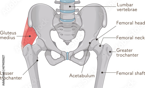 中殿筋、gluteus medius、股関節、大腿骨、骨盤、筋肉、イラスト、illustration
