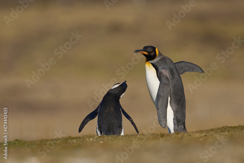 Altercation between King Penguin  Aptenodytes patagonicus  and Magellanic Penguin  Spheniscus magellanicus  at Volunteer Point in the Falkland Islands.
