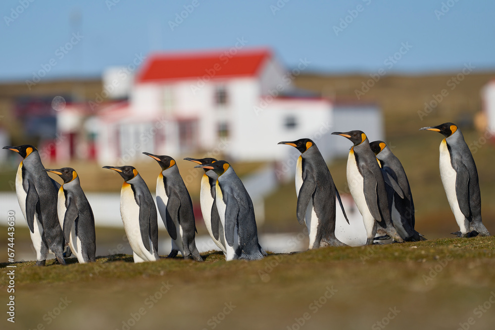 Obraz premium King Penguins (Aptenodytes patagonicus) walking across grassland at Volunteer Point in the Falkland Islands. Wardens house in the background.