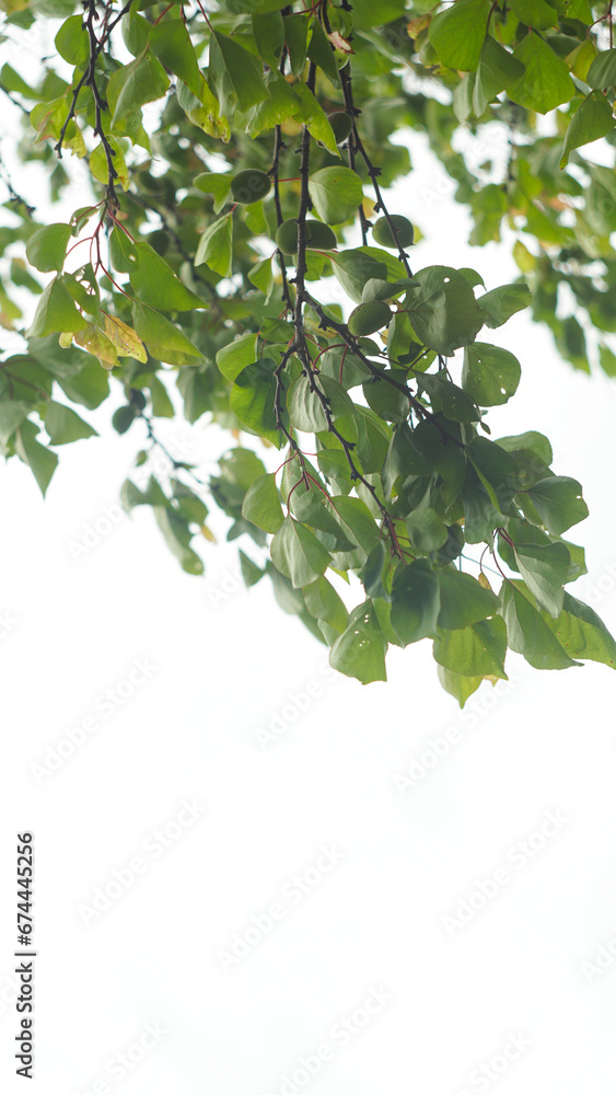 An unripe green apricot on a tree branch An unripe green apricot on a tree branch