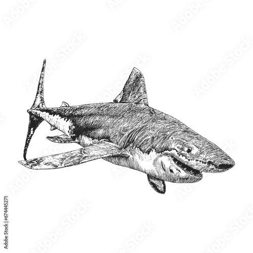 Shark, vintage hand drawn illustration in vector
