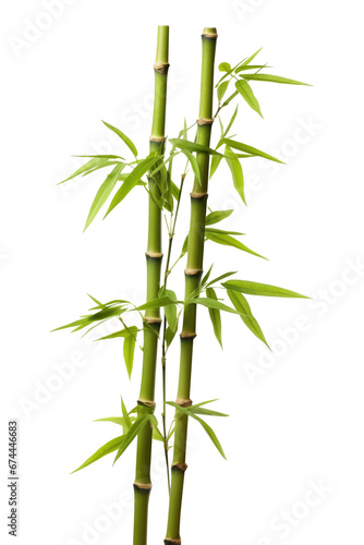 Bamboo tree isolated on transparent background.