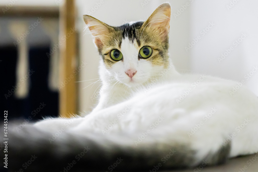 White tabby cat sitting gracefully, looking forward. Common domestic pet in india White tabby cat sitting gracefully, looking forward. Common domestic pet in india