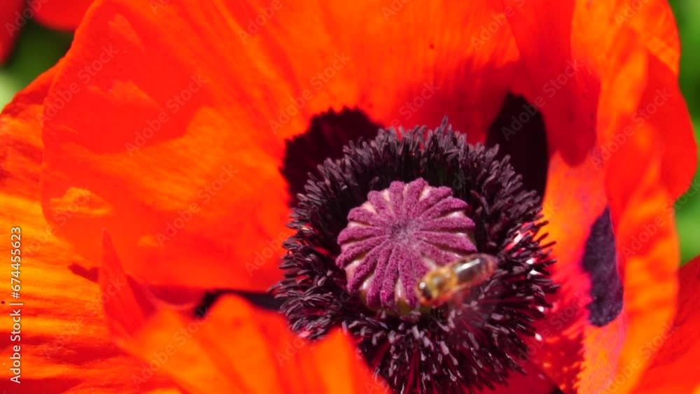 Red Poppy Flower Head close up of petal. Poppies in the meadow wild poppy field, swinging by wind. Macro. Close-up of blossoming poppies. Glade of red poppies. Soft focus blur. Papaver sp. Red Poppy Flower Head close up of petal. Poppies in the meadow wild poppy field, swinging by wind. Macro. Close-up of blossoming poppies. Glade of red poppies. Soft focus blur. Papaver sp.