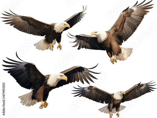 american bald eagle isolated on transparent background