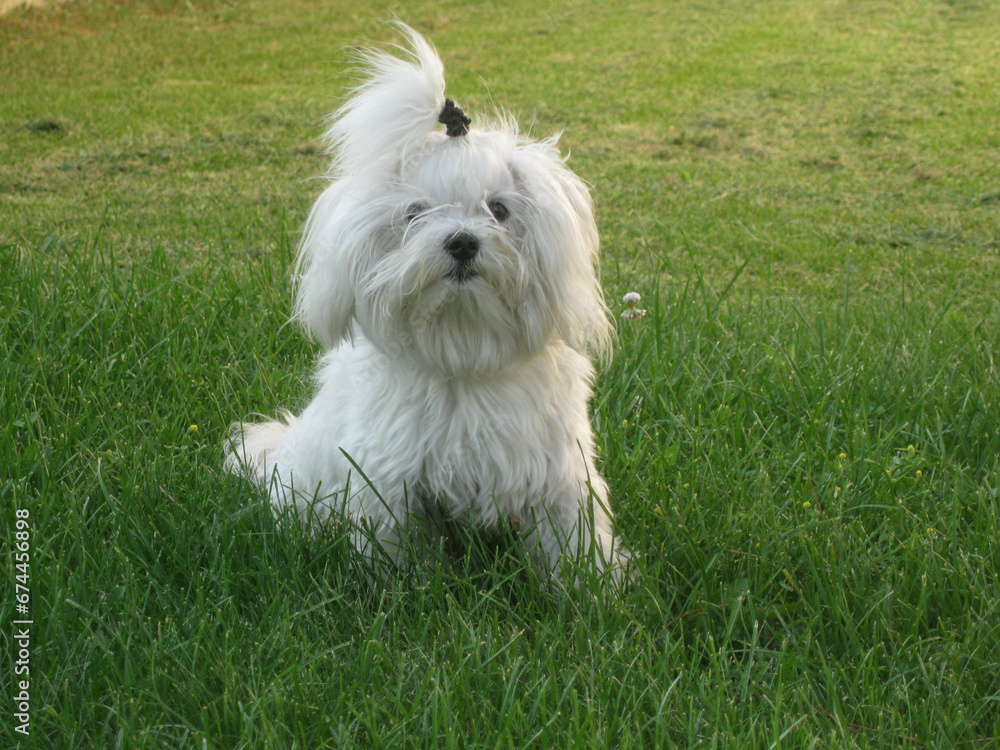 White dog White dog
