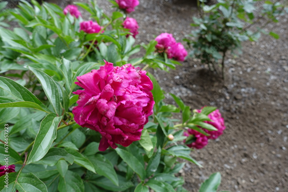 Showy magenta colored flowers of common peonies in May Showy magenta colored flowers of common peonies in May