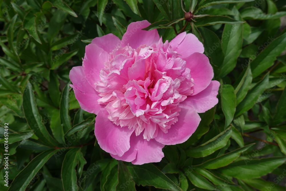 Bright pink flower of common peony in mid June