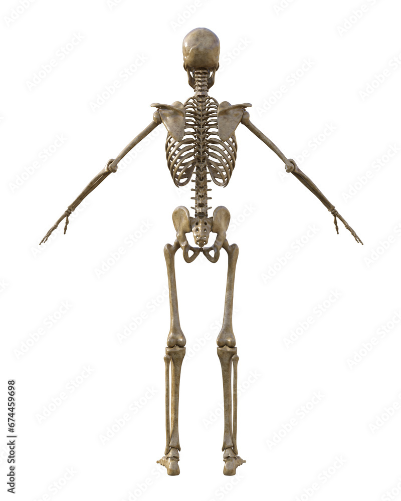 Human skeleton on transparent background, 3d render Human skeleton on transparent background, 3d render
