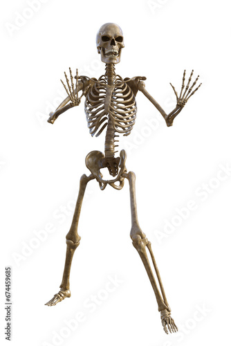 Human skeleton on transparent background, 3d render