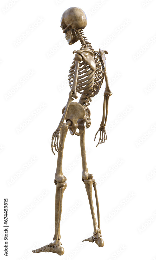 Human skeleton on transparent background, 3d render Human skeleton on transparent background, 3d render
