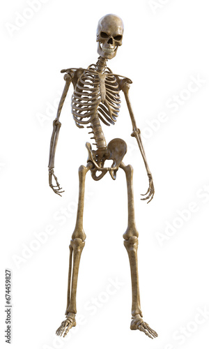 Human skeleton on transparent background  3d render