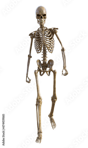 Human skeleton on transparent background, 3d render