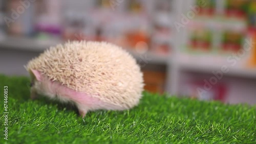 The domestic hedgehog sniffs the air and looks around. Hedgehog is like a pet. photo