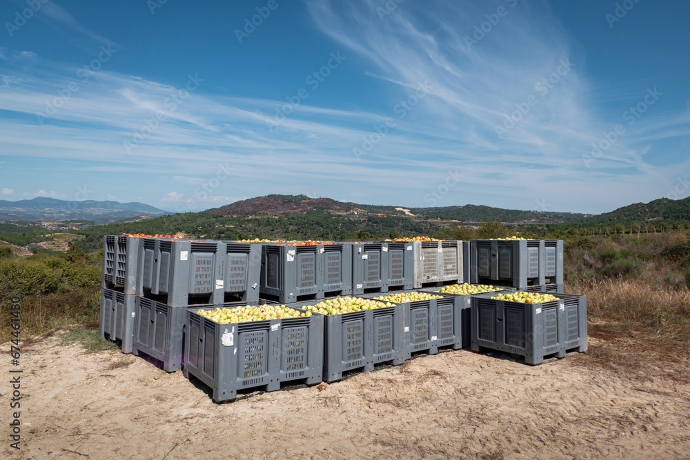 Fototapeta premium Colheita de maças em caixas plásticas umas em cima das outras, prontas para a distribuição em Portugal 
