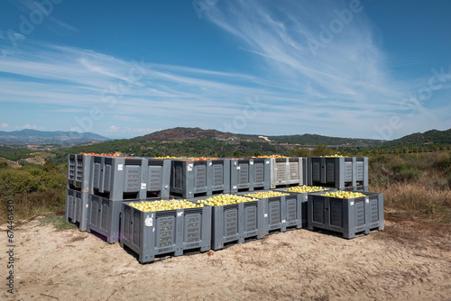 Colheita de maças em caixas plásticas umas em cima das outras, prontas para a distribuição em Portugal 
