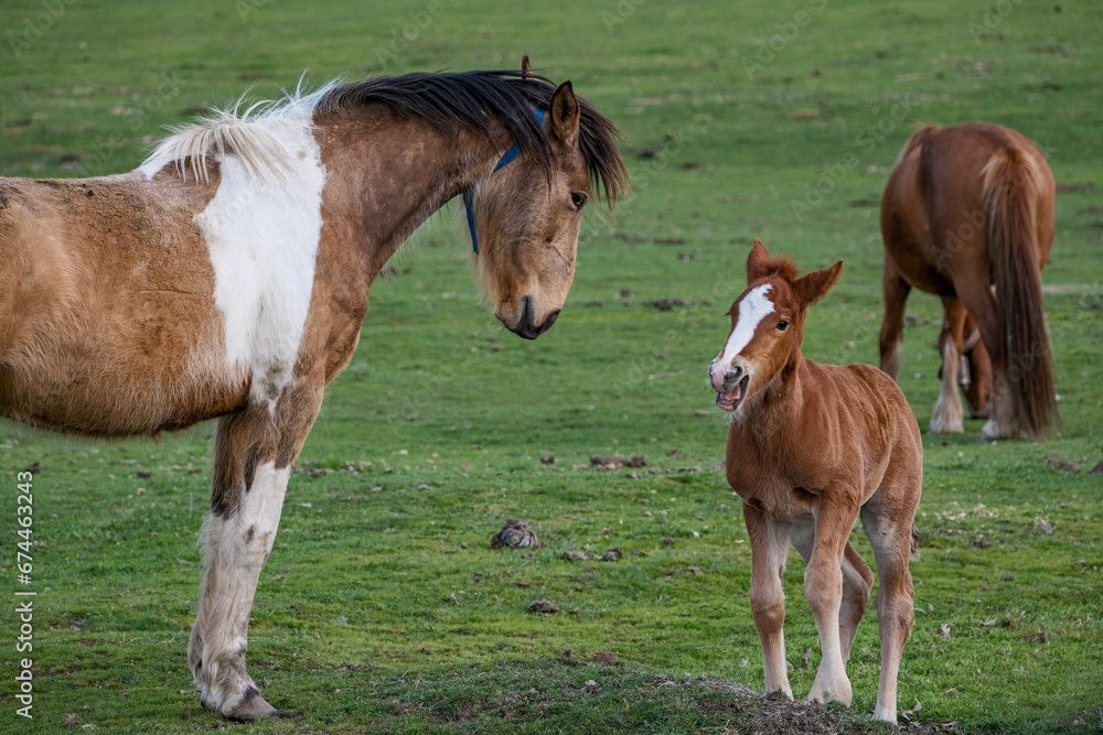 Obraz premium horse and foal