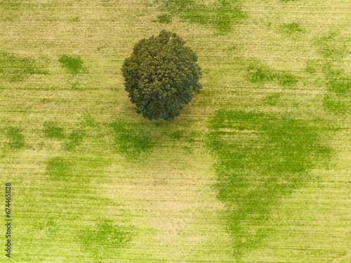 Abstract aerial top view of tree on meager green field, Beek, Montferland, Gelderland, Netherlands. photo